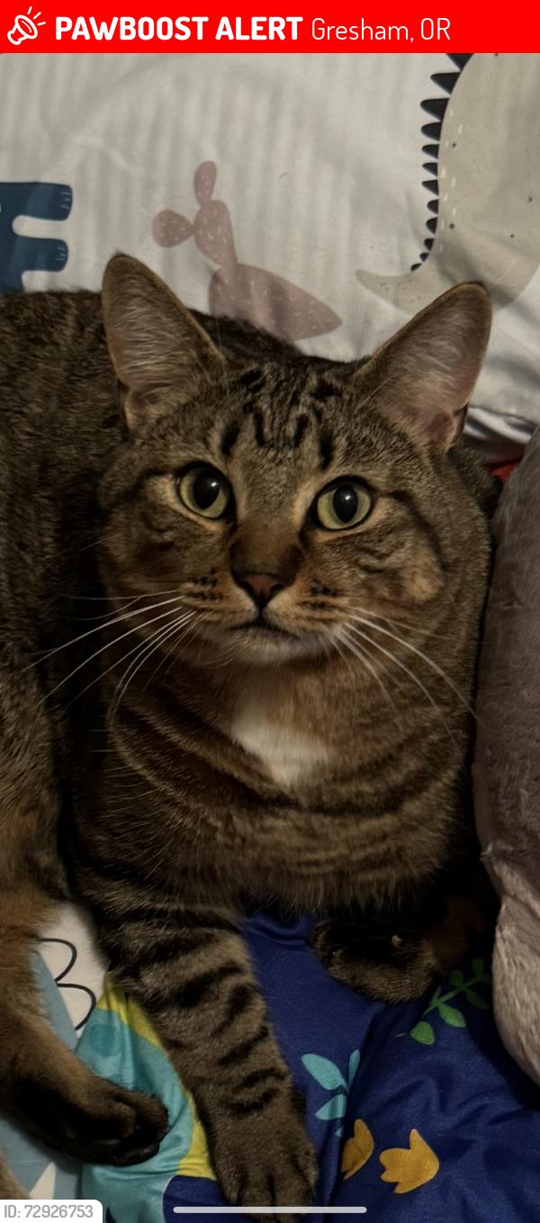 Lost Male Cat last seen Regner rd , Gresham, OR 97080