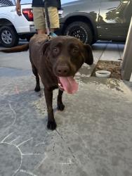 Found/Stray Female Dog last seen Mersey street, Indio, CA 92203