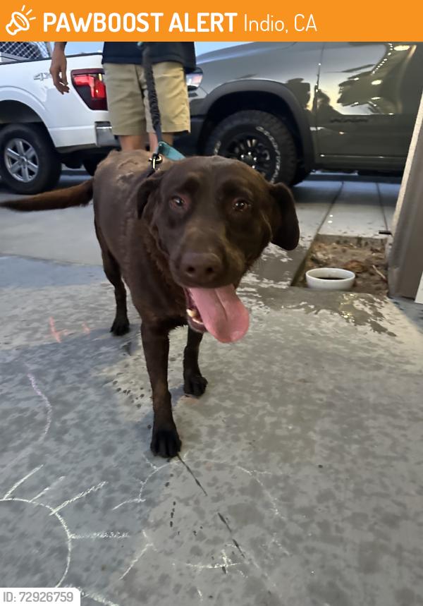 Found/Stray Female Dog last seen Mersey street, Indio, CA 92203