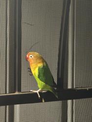 Reunited Unknown Bird last seen Malton Pl , Hacienda Heights, CA 91745