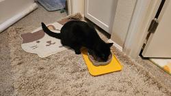 Reunited Male Cat last seen Slater & Ward, Fountain Valley, CA 92708