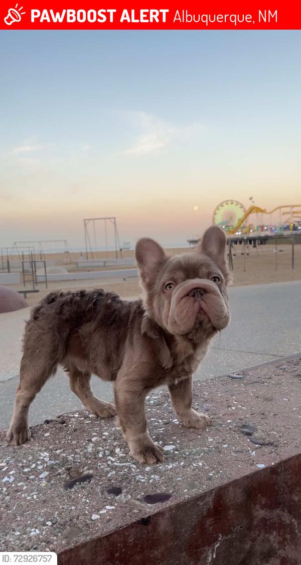 Lost Male Dog last seen Crunch fitness gym parking lot , Albuquerque, NM 87110