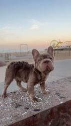 Lost Male Dog last seen Crunch fitness gym parking lot , Albuquerque, NM 87110