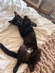 Reunited Female Cat last seen beach and whittier, La Habra, CA 90631
