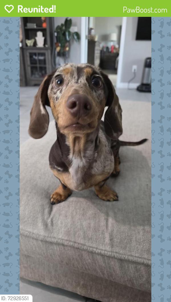 Reunited Male Dog last seen W Nebraska and Westover, Tucson, AZ 85746