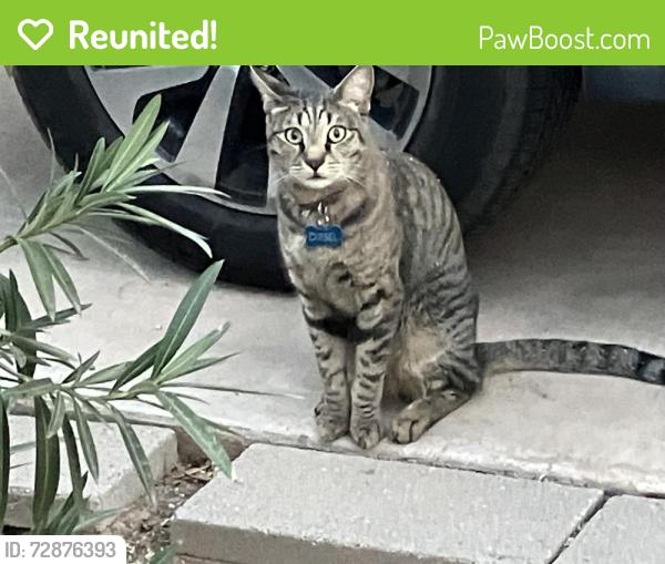 Reunited Unknown Cat last seen N 16th Drive & W Indian School, Phoenix, AZ 85015