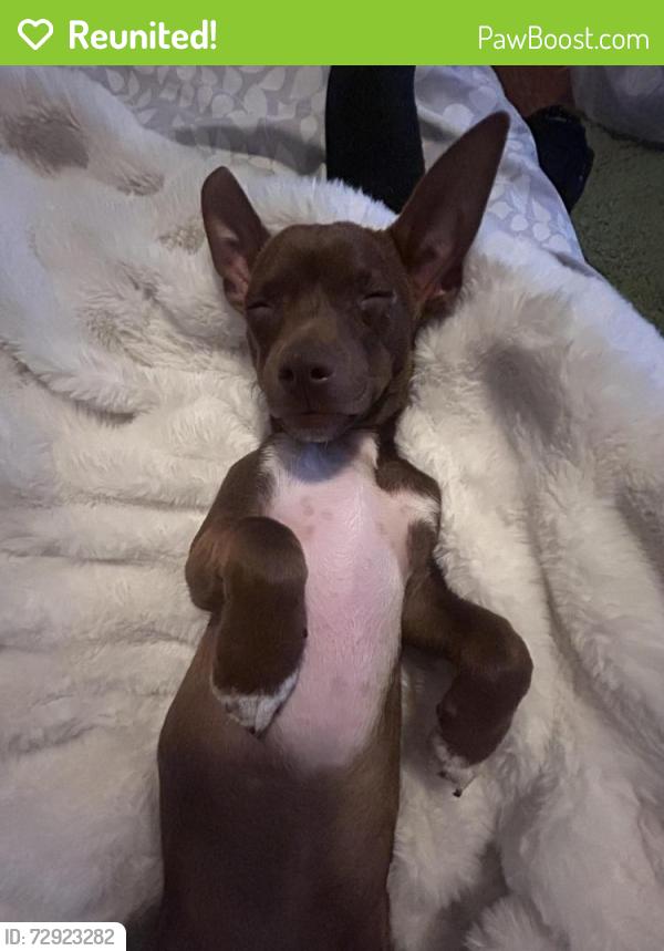 Reunited Male Dog last seen Salt Lake Center for Science education Bryant, Salt Lake City, UT 84114