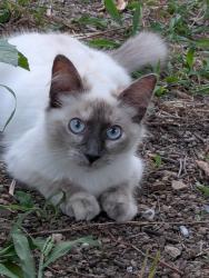 Lost Female Cat last seen Meadowcrest Drive and Springbrook Drive , Plano, TX 75075