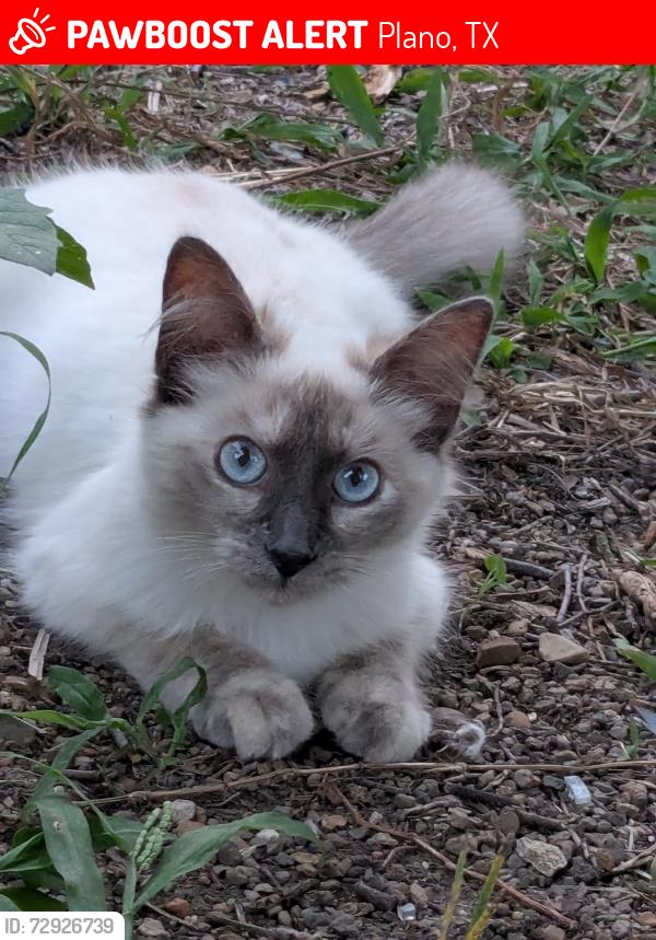 Lost Female Cat last seen Meadowcrest Drive and Springbrook Drive , Plano, TX 75075