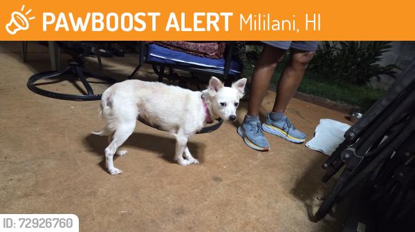 Found/Stray Female Dog last seen Liho Street, Mililani, HI 96789