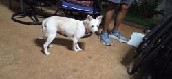 Found/Stray Female Dog last seen Liho Street, Mililani, HI 96789