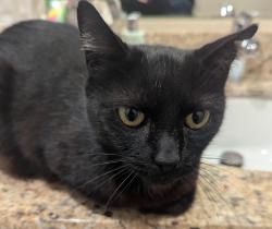 Reunited Unknown Cat last seen Monroe and Nobili, Santa Clara, Santa Clara, CA 95051