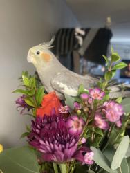 Lost Female Bird last seen W Arrow Route between Central and Benson, Upland, CA 91786