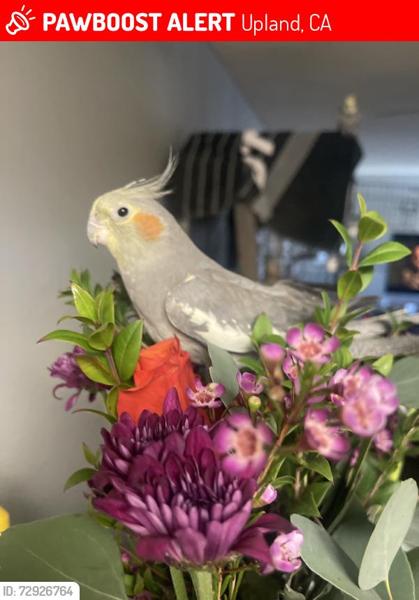 Lost Female Bird last seen W Arrow Route between Central and Benson, Upland, CA 91786