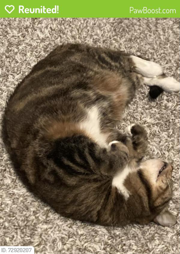 Reunited Female Cat last seen In the Thorncroft Farms apt complex, Hillsboro, OR 97124