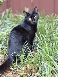 Reunited Female Cat last seen Area around Amy Ln or Molly Ln , Plano, TX 75074
