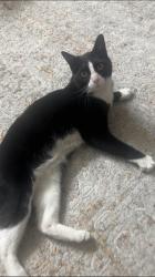 Found/Stray Unknown Cat last seen Dalygrove school , Edmonton, AB T6L 4C3