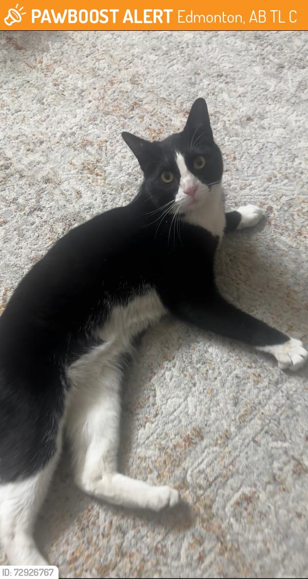 Found/Stray Unknown Cat last seen Dalygrove school , Edmonton, AB T6L 4C3