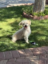 Lost Male Dog last seen 32nd St and Roosevelt , Phoenix, AZ 85008