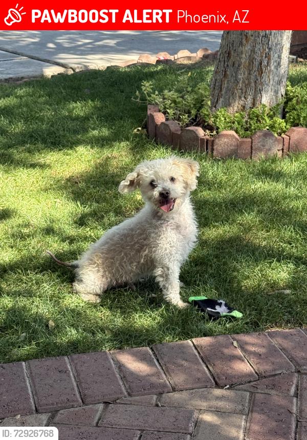 Lost Male Dog last seen 32nd St and Roosevelt , Phoenix, AZ 85008