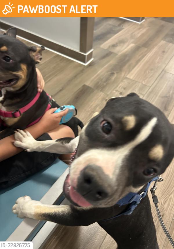 Found/Stray Male Dog last seen Perryville and camelback , Maricopa County, AZ 85340