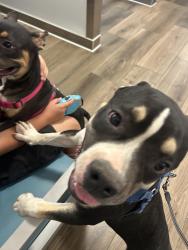 Found/Stray Male Dog last seen Perryville and camelback , Maricopa County, AZ 85340