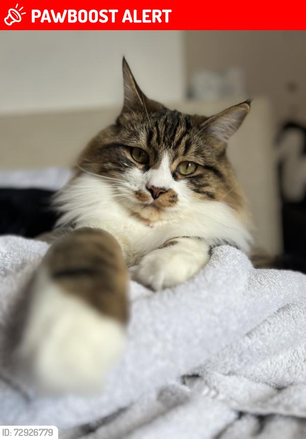 Lost Male Cat last seen SK3 8HR , Greater Manchester, England SK3 8HR