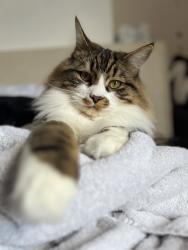 Lost Male Cat last seen SK3 8HR , Greater Manchester, England SK3 8HR