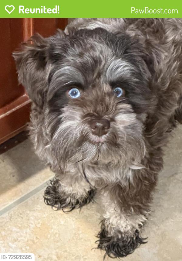 Reunited Female Dog last seen Sunlight Lane, Pearland, TX 77584