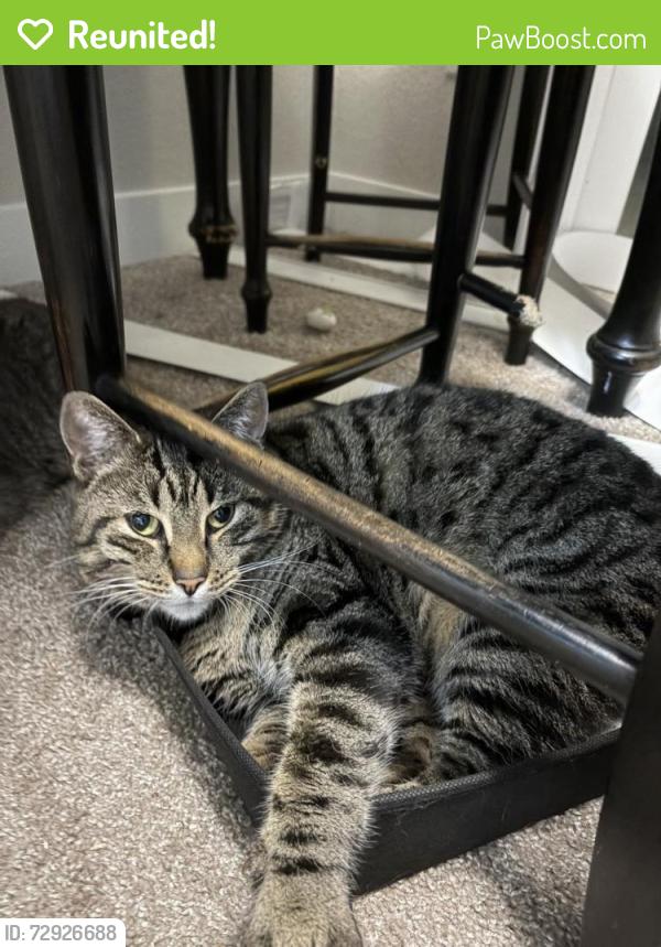 Reunited Male Cat last seen Near 59th Ave SW, Lakewood, WA 98499, USA, Lakewood, WA 98499