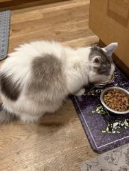 Reunited Male Cat last seen W 81st and kentwood, Los Angeles, CA 90045