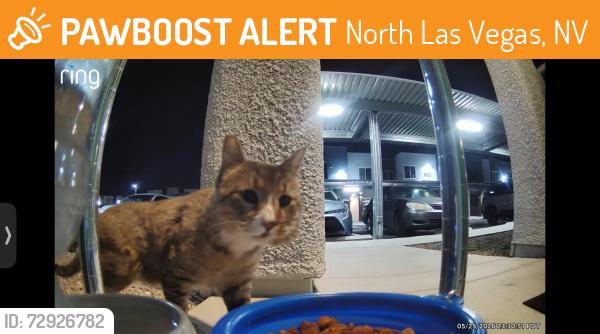Found/Stray Unknown Cat last seen Craig/scott Robinson, behind the Walmart , North Las Vegas, NV 89032