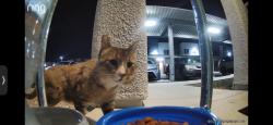 Found/Stray Unknown Cat last seen Craig/scott Robinson, behind the Walmart , North Las Vegas, NV 89032