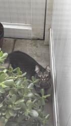 Reunited Male Cat last seen Leafdale and Magnolia, next to park view park, El Monte, CA 91732