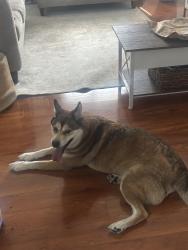 Found/Stray Male Dog last seen Azalea and reading street , Port Charlotte, FL 33952
