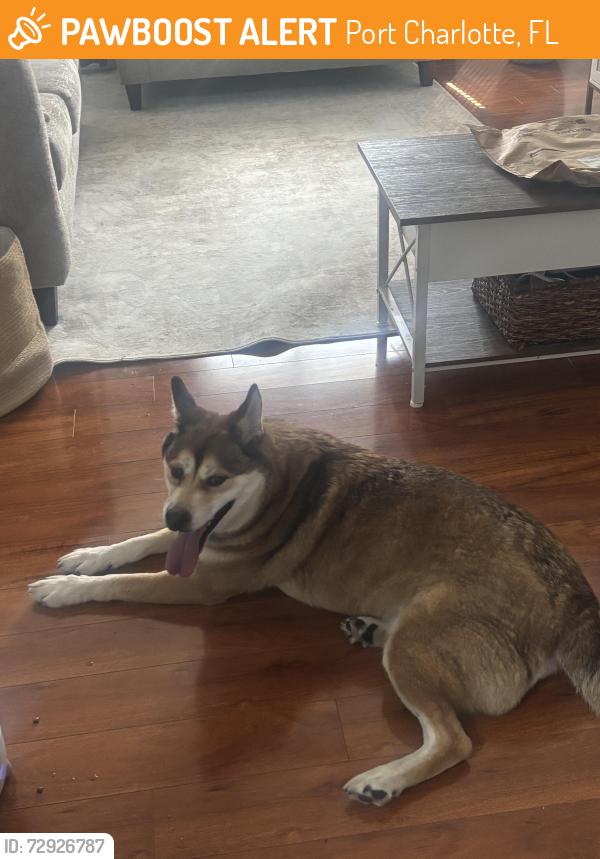 Found/Stray Male Dog last seen Azalea and reading street , Port Charlotte, FL 33952