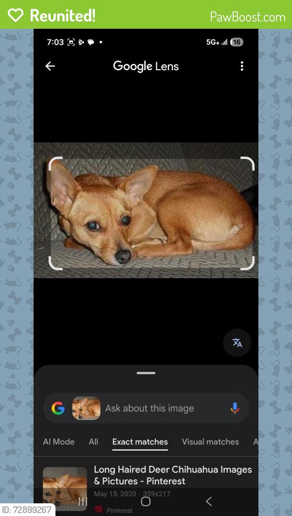 Reunited Male Dog last seen Flamingo and Sandhill - Paradise Crest, Las Vegas, NV 89121