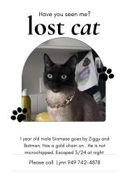 Reunited Male Cat last seen West union/Bethany , Oak Hills, OR 97003