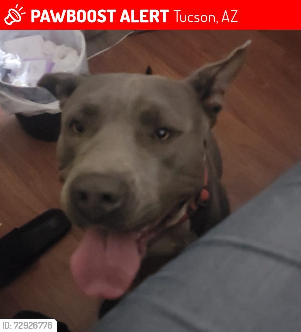 Lost Male Dog last seen Benson hwy and alvernon, Tucson, AZ 85706