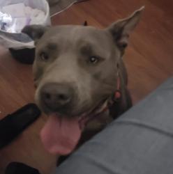 Lost Male Dog last seen Benson hwy and alvernon, Tucson, AZ 85706