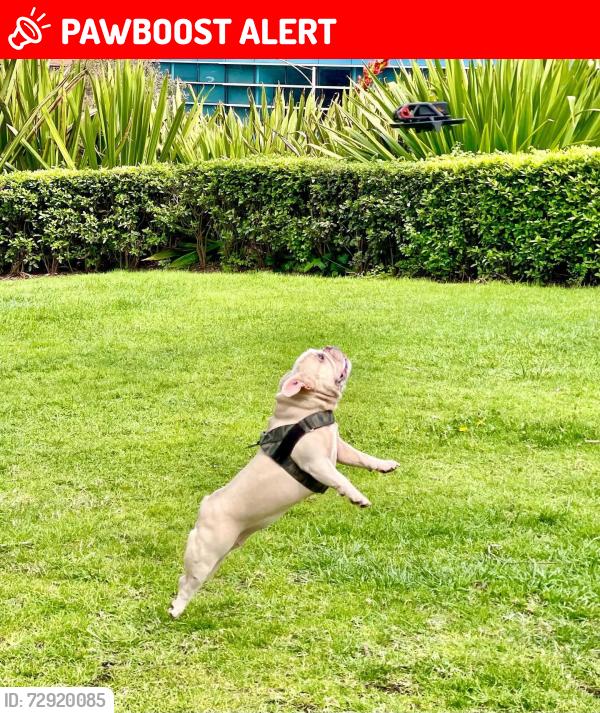 Lost Female Dog last seen Montague st, South Melbourne, VIC 3205