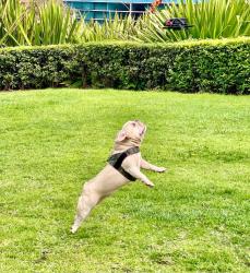 Lost Female Dog last seen Montague st, South Melbourne, VIC 3205