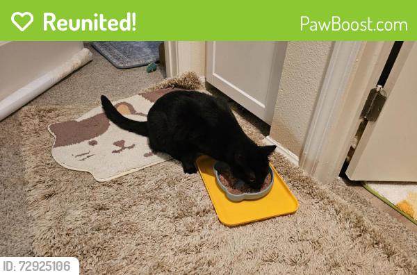 Reunited Male Cat last seen Slater & Ward, Fountain Valley, CA 92708