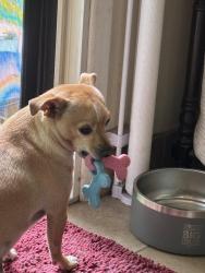 Lost Female Dog last seen Bryant Ave and North St, White Plains, NY 10605