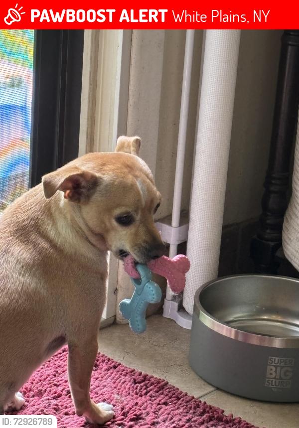 Lost Female Dog last seen Bryant Ave and North St, White Plains, NY 10605