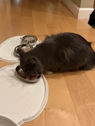 Reunited Male Cat last seen Forbes Mill Condos / Church & E Main St, Los Gatos, CA 95030