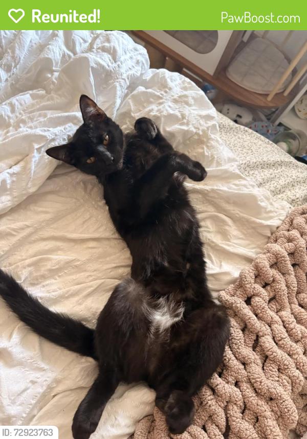 Reunited Female Cat last seen beach and whittier, La Habra, CA 90631