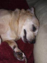 Reunited Female Dog last seen 57th Street & 2nd Avenue  Sacramento California , Sacramento, CA 95817