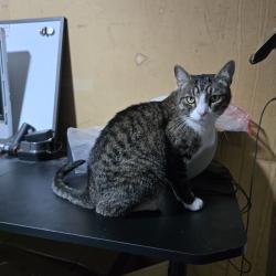 Found/Stray Unknown Cat last seen Pacific Hwy & Anna Ave., San Diego, CA 92110