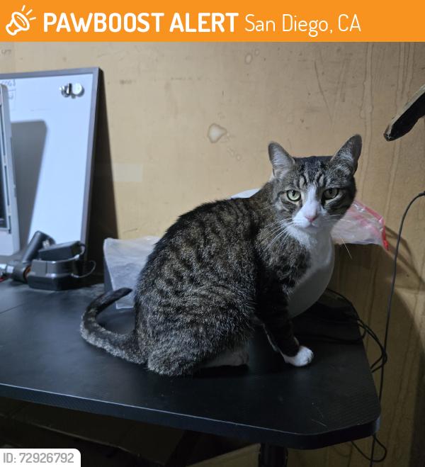 Found/Stray Unknown Cat last seen Pacific Hwy & Anna Ave., San Diego, CA 92110
